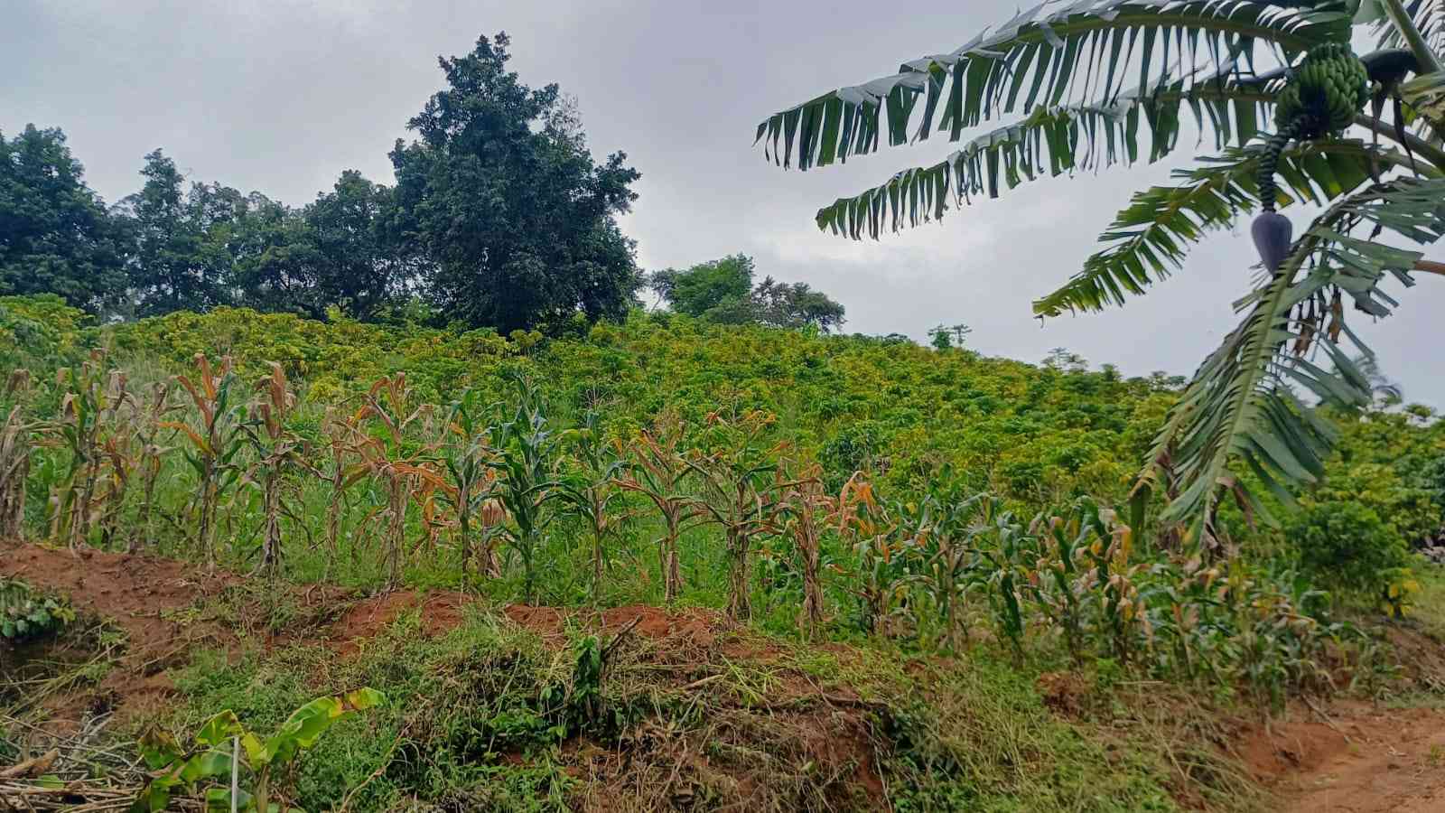 Terreno com Estufa
