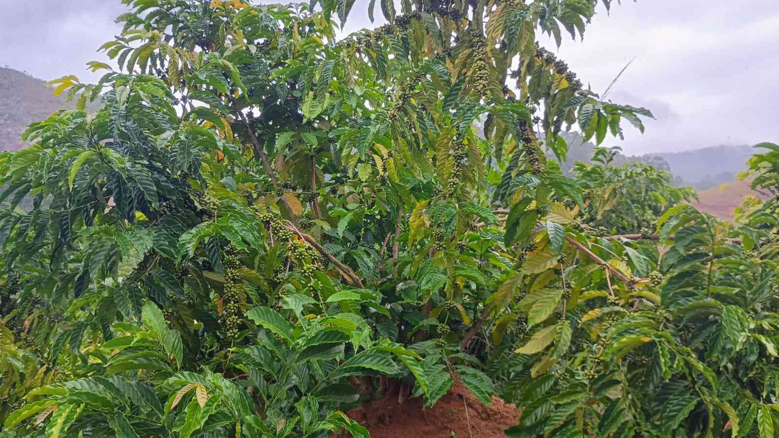 Terreno com Estufa