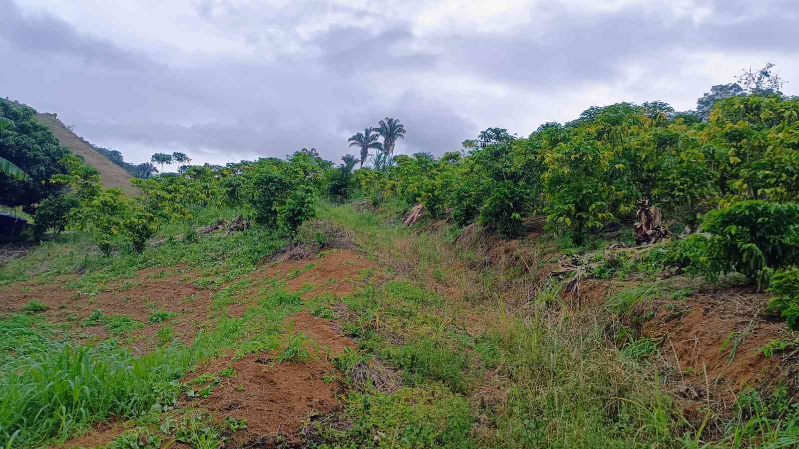 Terreno com Estufa