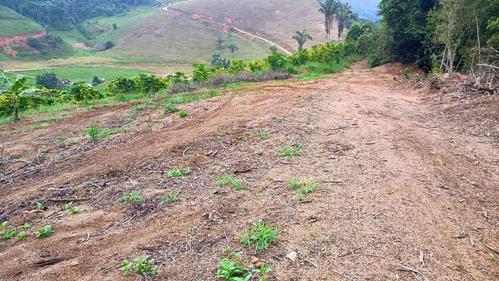 Terreno com Estufa