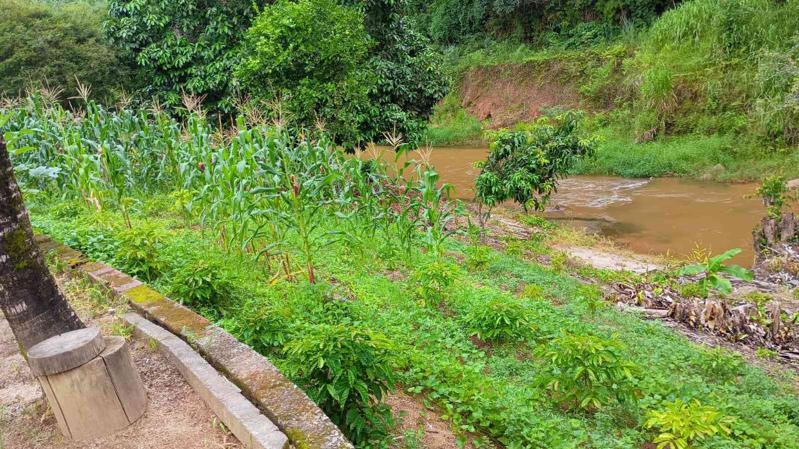 Terreno com Estufa