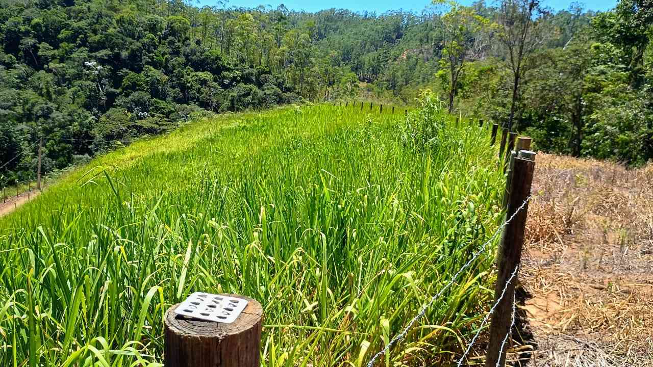 Terreno com Lagoa e Frutas