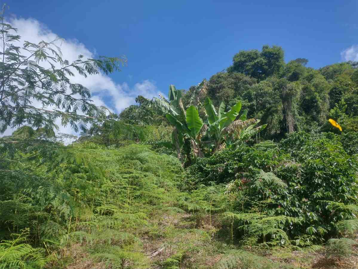 Terreno em Sumidouro