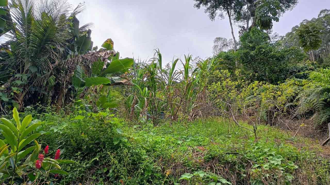 Terreno com Casa Simples