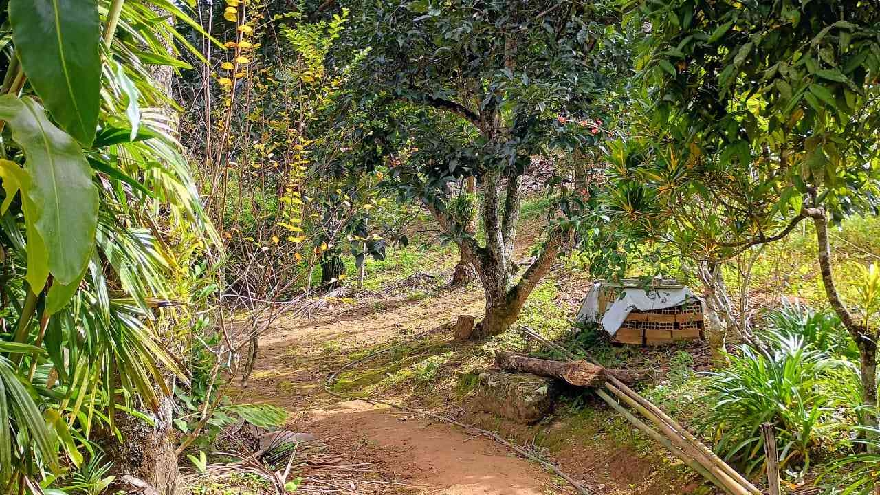 Terreno com Casa Simples