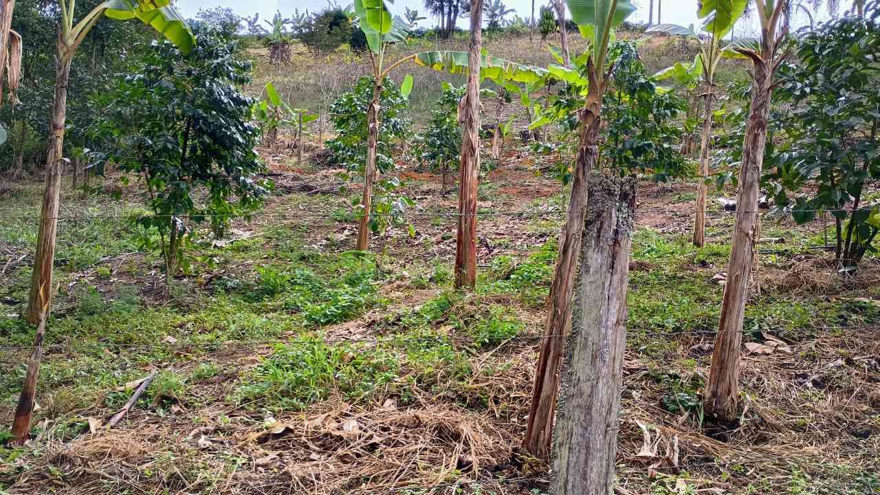 Terreno 1