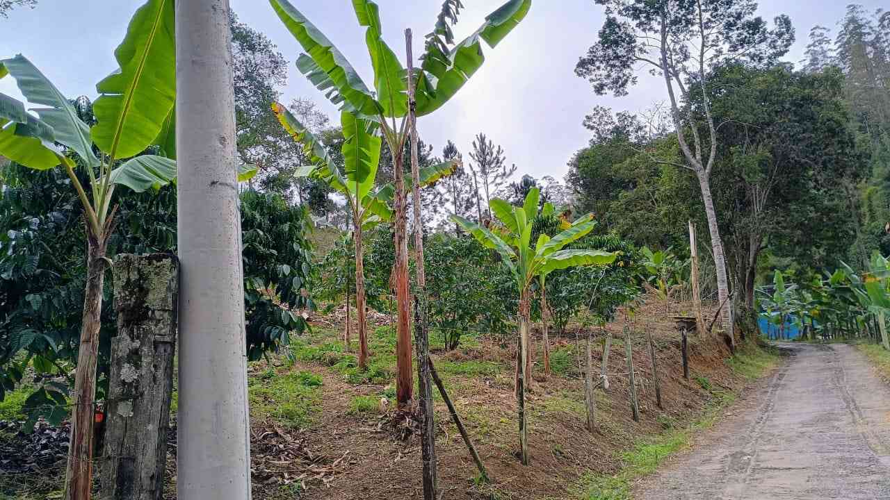 Terreno 1