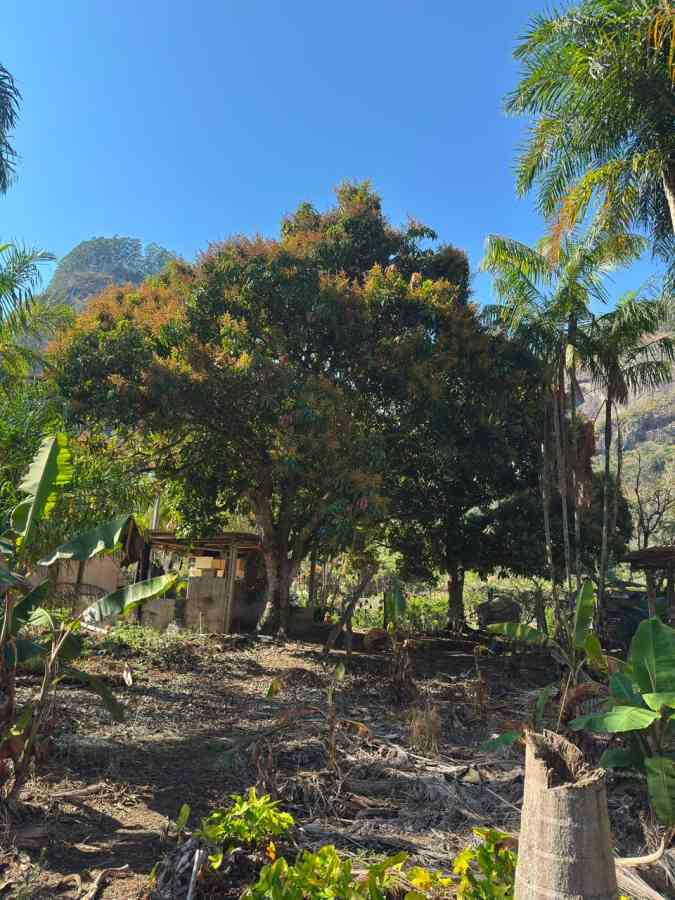 Propriedade com 2 Casas e 5.000 m² de Terreno à Venda em Pombal de Cima