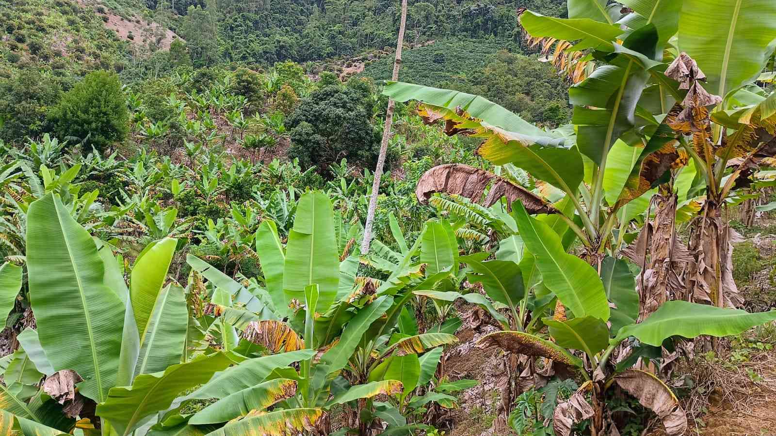 Terreno com Cachoeira
