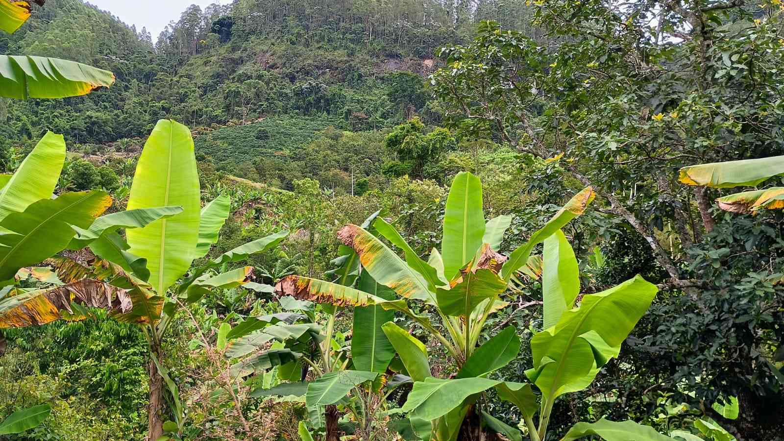 Terreno com Cachoeira
