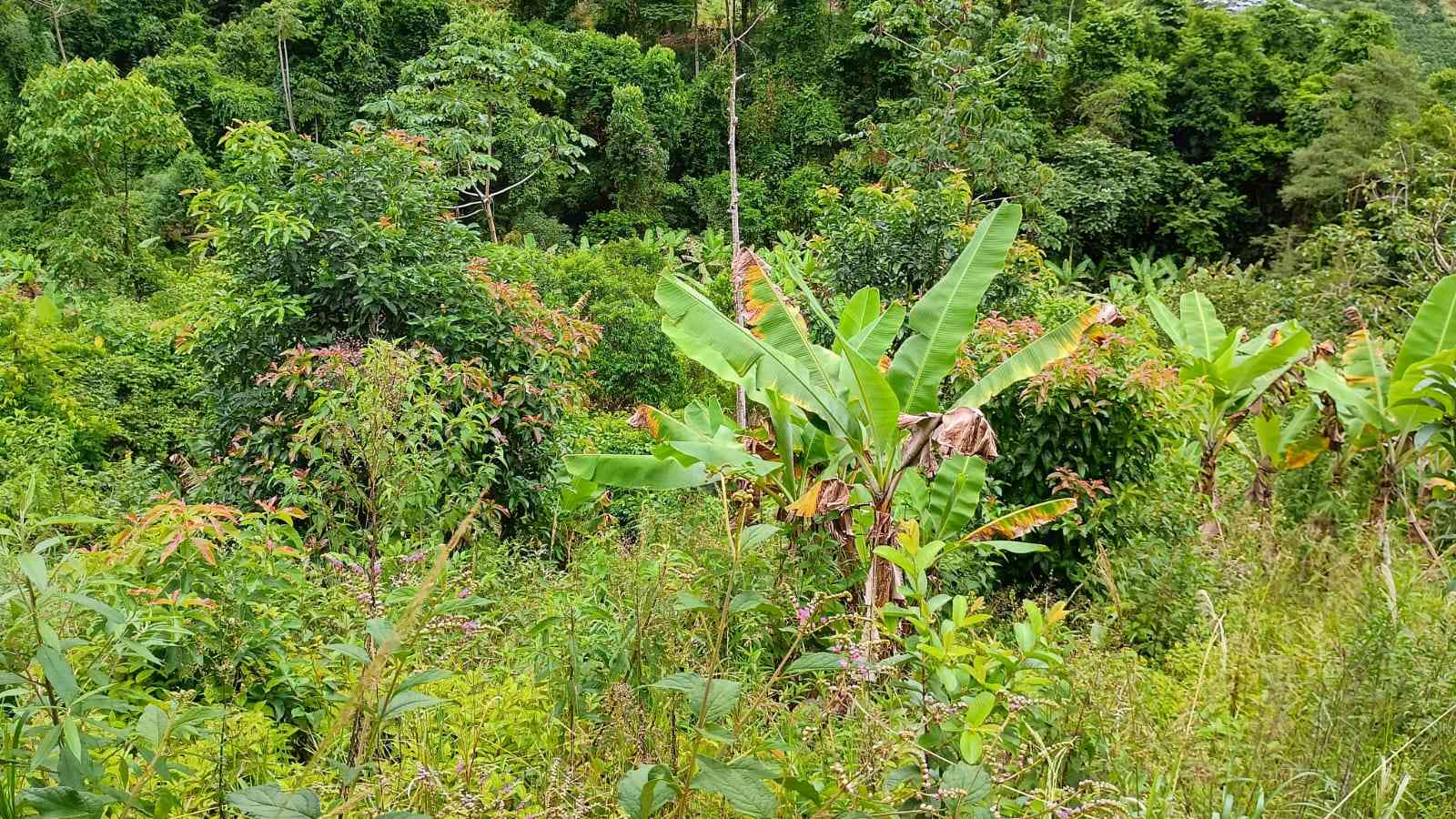 Terreno com Cachoeira