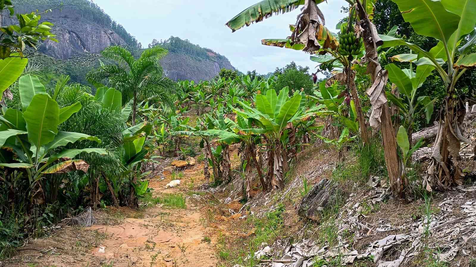 Terreno com Cachoeira