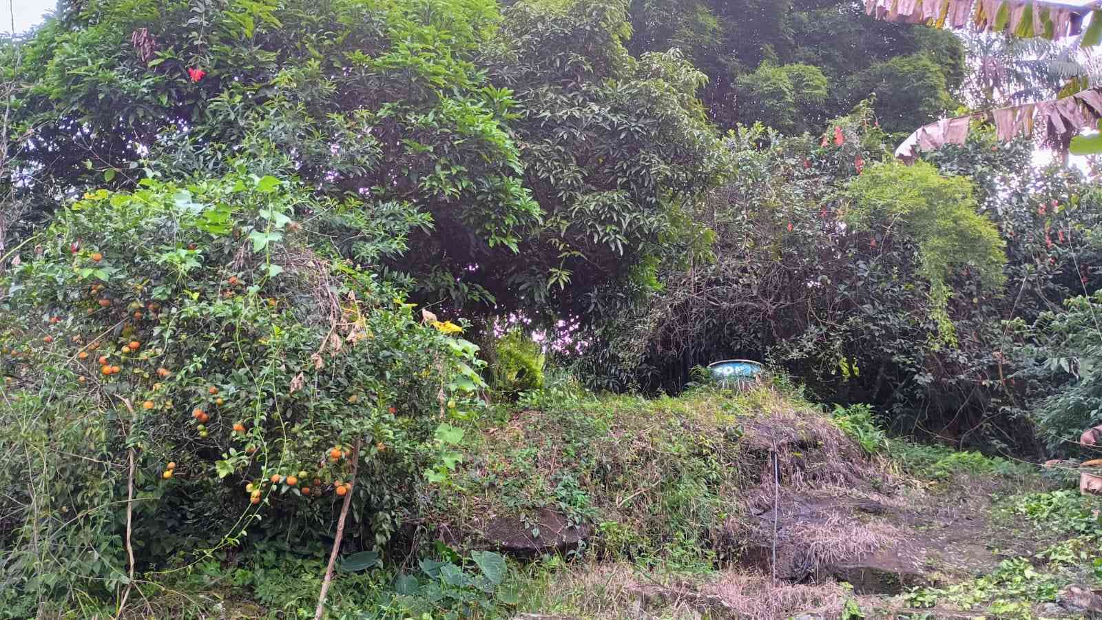 Terreno com Casa e Nascente