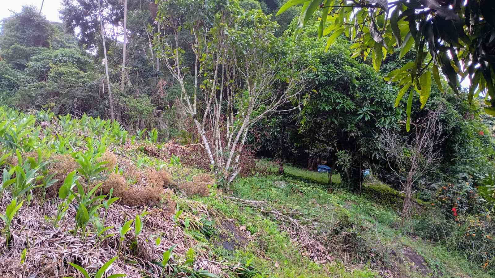 Terreno com Casa e Nascente